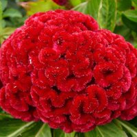 Целозия гребенчатая