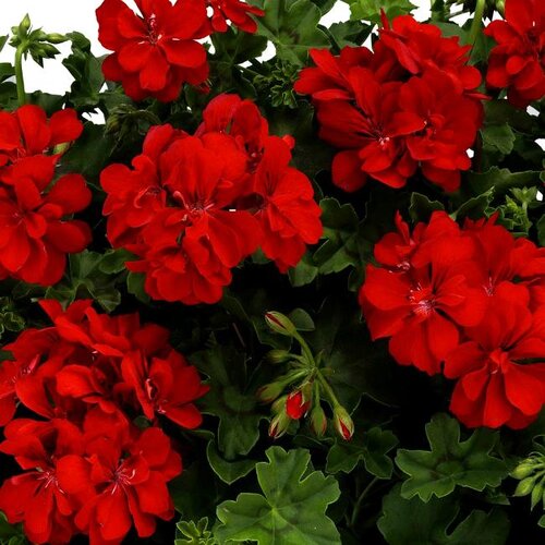 Ампельная плющелистная пеларгония (герань) BigX Red Devil