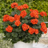 Зональная, кустовая пеларгония (герань) Savannah oh so orange