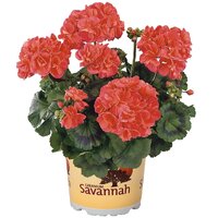Зональная, кустовая пеларгония (герань) Savannah Coral