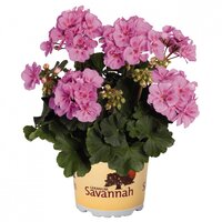 Зональная, кустовая пеларгония (герань) Savannah Lavender Splash