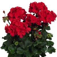 Зональная, кустовая пеларгония (герань)  Savannah Red