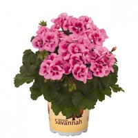 Зональная, кустовая пеларгония (герань) Savannah Pink Mega Splash