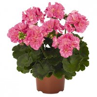 Зональная, кустовая Пеларгония (герань) Survivor Pink Batik 