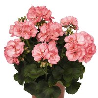 Зональная, кустовая пеларгония (герань) Survivor Appleblossom Splash