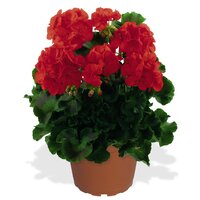 Зональная, кустовая пеларгония (герань) Survivor Bright Red
