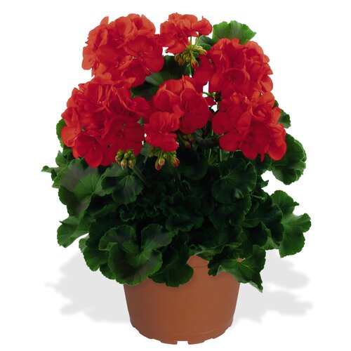 Зональная, кустовая пеларгония (герань) Survivor Bright Red