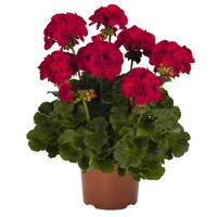 Зональная, кустовая Пеларгония (герань) Survivor Dark Red