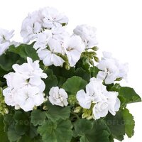 Зональная, кустовая пеларгония (герань) Trendix White Imp.