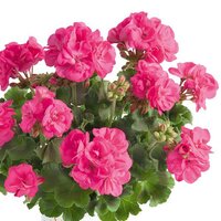 Зональная, кустовая пеларгония (герань) Trendix Hot Pink