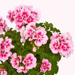 Зональная, кустовая пеларгония (герань) Trendix Pink Eye