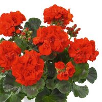 Зональная, кустовая пеларгония (герань) Trendix Red