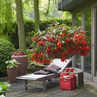 Бегония боливийская, Begonia boliviensis Santa 
