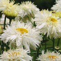 Нивяник (ромашка) Crazy Daisy