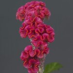 Pink P31-03 нет в наличии
