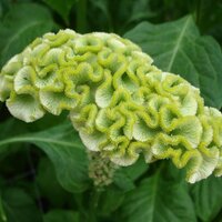 Целозия Spring Green