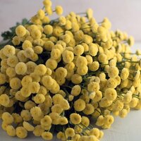 Матрикария Vegmo, F1