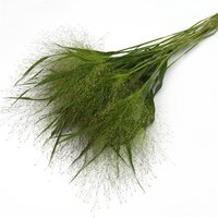 Просо декоративное Grass Panicum Capillare