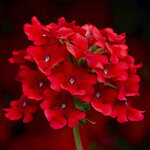 Scarlet  S 2-02 