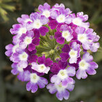 Twister violet  S 2-01 