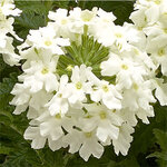 White  S 2-06 нет в наличии