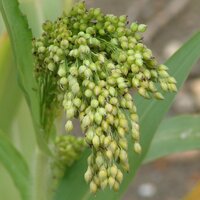 Просо прутьевидное (Panicum violaceum)