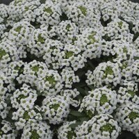 Алиссум (лобулярия) White