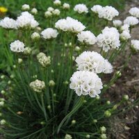 Армерия приморская Armada White