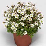White Blush S24-3