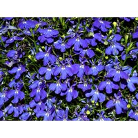 Лобелия Rapid Blue