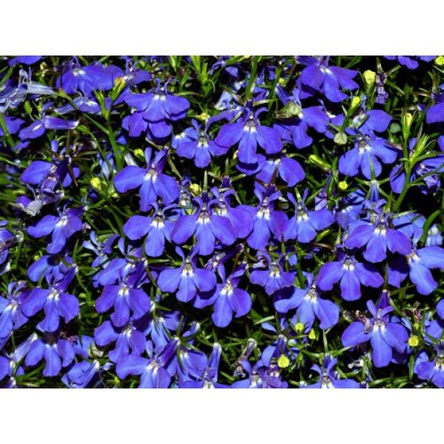 Лобелия Rapid Blue