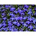 Лобелия Rapid Blue