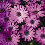 Lavender Shades S12-04
