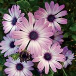 Purple Bicolor S12-03