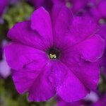 Violet S 5-08